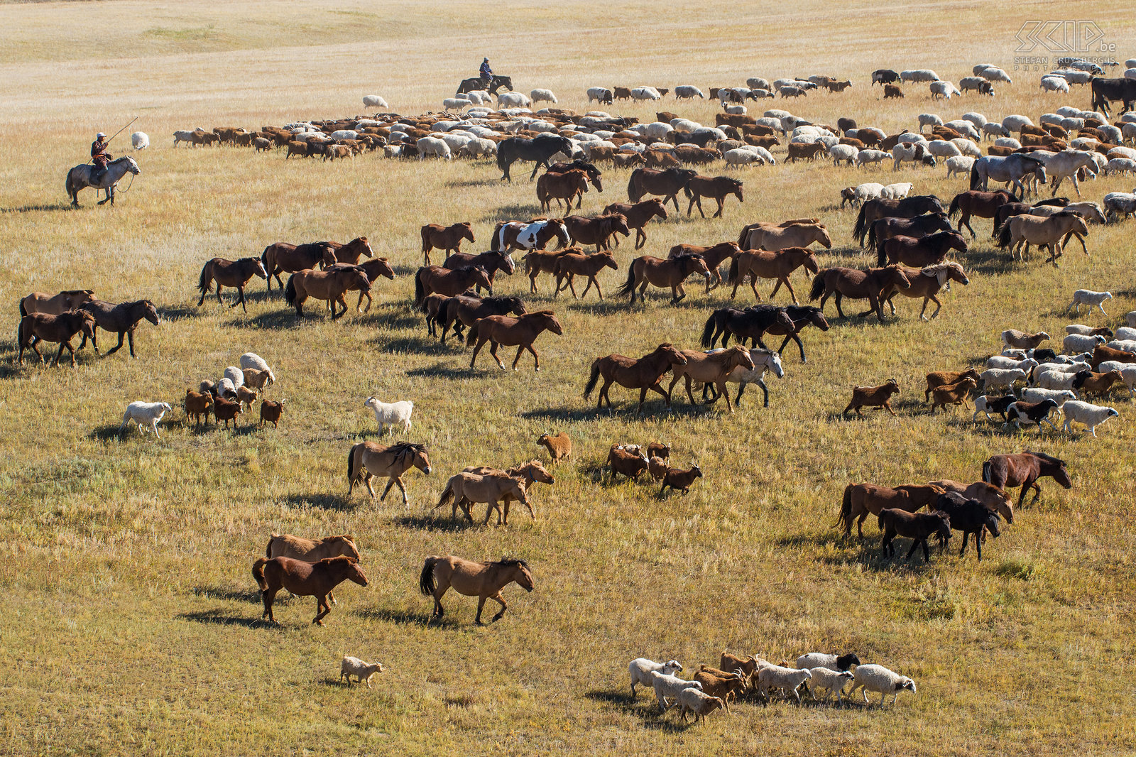 Hustai - Nomaden met kuddes We ontmoetten ook enkele Mongoolse nomaden die hun grote kuddes van paarden, koeien en schapen aan het verplaatsen waren naar het winter kamp. Na de zomer breken ze hun gers (traditionele Mongoolse tenten) op en verhuizen alle dieren naar een andere plaats waar ze de lange koude winter kunnen doorbrengen. Stefan Cruysberghs
